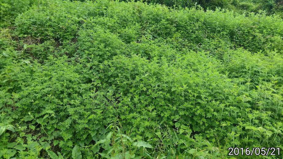 長滿艾草的山坡、Artemisia argyi、 Chinese mugwort